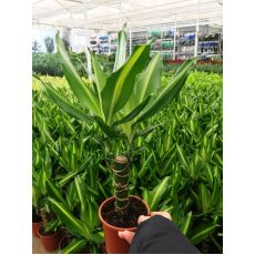 Dracena Messengena Bitkisi Çiçeği Tekli Dikim 30-40 Cm