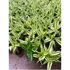 Dracena Messengena Bitkisi Çiçeği Tekli Dikim 30-40 Cm