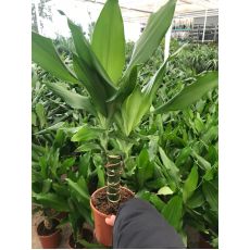 Dracena Messengena Bitkisi Yeşil Yapraklı Tekli Dikim 30-40 Cm