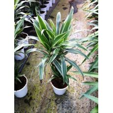 Dresena Çiçeği bitkisi Yerli  Dracaena Warneckii 60-80 Cm