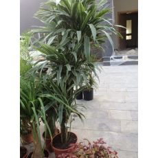 Dresena Çiçeği bitkisi İthal Dracaena Warneckii 150-175 Cm