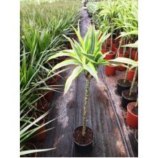 Dresena Çiçeği bitkisi Tijli Dracaena Fragrans 70-80 Cm