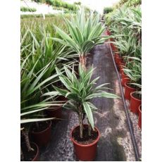 Dresena Çiçeği bitkisi Dracaena Warneckii 100-120 Cm