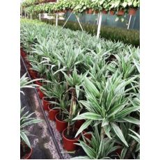 Dresena Çiçeği bitkisi Dracaena Warneckii 100-120 Cm