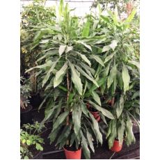 Dresena Çiçeği bitkisi Yeşil Yapraklı Dracaena Warneckii 140-160 Cm