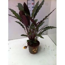 Kalatya Dua Çiçeği Calathea Wavestar 30-40 Cm
