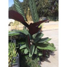 Kalatya Dua Çiçeği İthal Calathea Makoyana 40-50  Cm