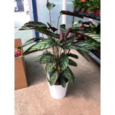 Kalatya Dua Çiçeği İthal Calathea Makoyana 40-50  Cm