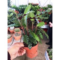 Kalatya Dua Çiçeği Calathea Wavestar 30-40 Cm