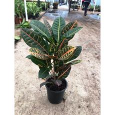 Kraton Croton Petra Excellent 60 Cm