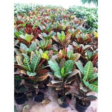 Kraton Croton Petra Excellent 60 Cm