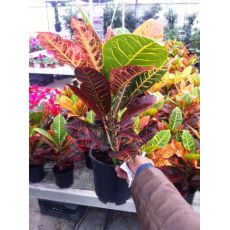 Kraton Fidanı Codiaeum Variegatum Croton 40 Cm