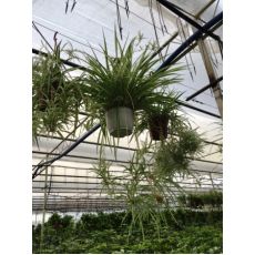 Kurdele Çiceği Chlorophytum Comosum 35-45 Cm