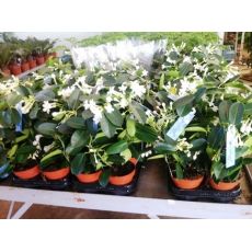 Madagaskar Yasemini Çiçeği ithal Stephanotis floribunda 20-30 Cm