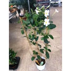 Mandevilla Dipladenia Beyaz Çiçekli 30-40 Cm