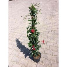 Mandevilla Dipladenia Kırmızı Çiçekli 100-120 Cm