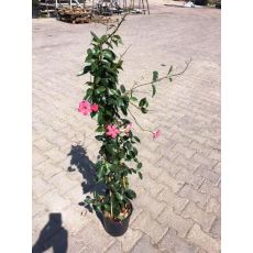 Mandevilla Dipladenia Üçgen Bambuda Pembe Çiçekli 100-120 Cm