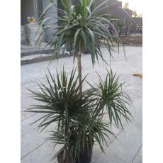 Marginata Kızıl Dracena 4 lü Dikim 150-175 Cm