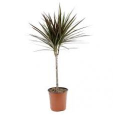 Marginata Kızıl Dracena Magenta Tekli Dikim