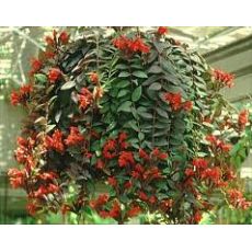 Ruj Çiçeği Aeschynanthus Radicans 30-40 Cm