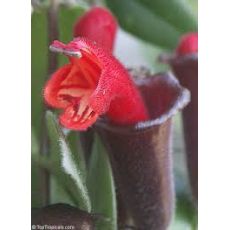 Ruj Çiçeği Aeschynanthus Radicans 30-40 Cm