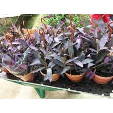 Telgraf Çiçeği Mor Yapraklı Askılı Saksıda Tradescantia Purple Heart