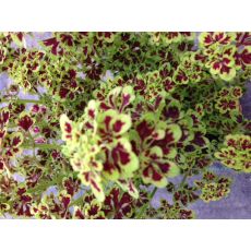 Yaprak Güzeli Çiçeği Mini Yapraklı Kolyoz Coleus blumei 15-20 Cm