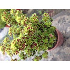 Yaprak Güzeli Çiçeği Mini Yapraklı Kolyoz Coleus blumei 20-25 Cm