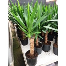 Yukka Bitkisi Yucca Massengena 30-40 Cm