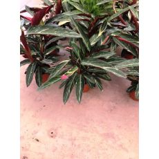 Alacalı Kalatya Calathea 20-30 Cm