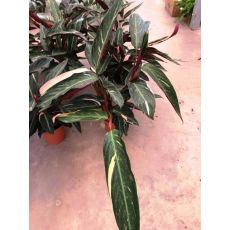 Alacalı Kalatya Calathea 20-30 Cm