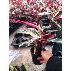 Alacalı Kalatya Calathea Triostar 20-30 Cm