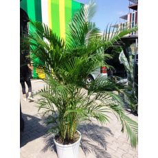 Areka Palmiyesi Areca Lutescens 200-225 Cm