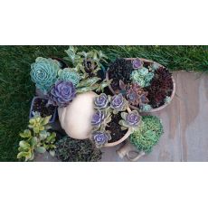 Aşkın Gözyaşları Çiçeği Ekeverya Echeveria Glauca Sukulent 16 Cm Çapı