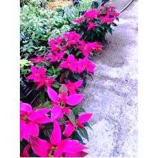 Atatürk Çiçeği Koyu Pembe poinsettia 20-30 Cm