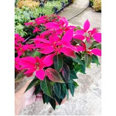 Atatürk Çiçeği Koyu Pembe poinsettia 20-30 Cm