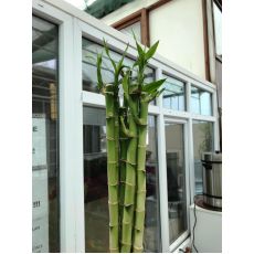 Düz Bambu İthal 40-50 Cm