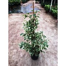 Benjamin Alacalı Yapraklı  Ficus Benjamınna Staruguat 60-80 Cm