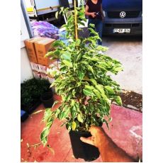 Benjamin Alacalı Yapraklı  Ficus Benjamınna Staruguat 30-50 Cm