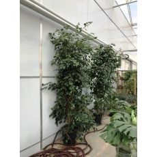 Benjamin Yeşil Ficus Benjaminına Exotica 300 Cm