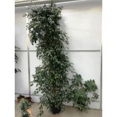 Benjamin Yeşil Ficus Benjaminına Exotica 300 Cm