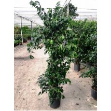 Yeşil Benjamin Ficus Benjaminına Exotica 175-200 Cm