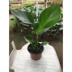 Cennet Kuşu Çiçeği Turna Gagası Starlice Fidani Strelitzia Regina TEKLİ DİKİM 30-40 Cm