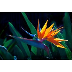 Cennet Kuşu Çiçeği İthal Turna Gagası Starlice Fidani Strelitzia Regina 175-200 Cm