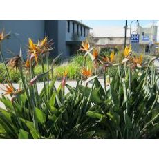 Cennet Kuşu Çiçeği Turna Gagası Starlice Fidani Strelitzia Regina 300 Cm