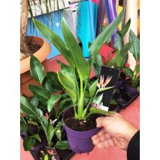 Cennet Kuşu Çiçeği Turna Gagası Starlice Fidani Strelitzia Regina İthal 30-40 Cm