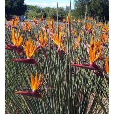 Cennet Kuşu Çiçeği Turna Gagası Starlice Fidani Strelitzia Regina 300 Cm