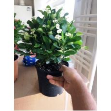 Dikenler Tacı Beyaz Çiçekli Euphorbia Milii 30-35 Cm Boyunda