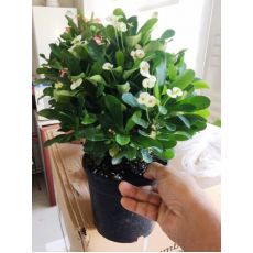 Dikenler Tacı Beyaz Çiçekli Euphorbia Milii 30-35 Cm Boyunda