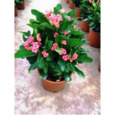 Dikenler Tacı Pembe Çiçekli Euphorbia Milii 30-35 Cm Boyunda